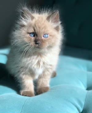 Ragdoll Cat On A Turquoise Couch