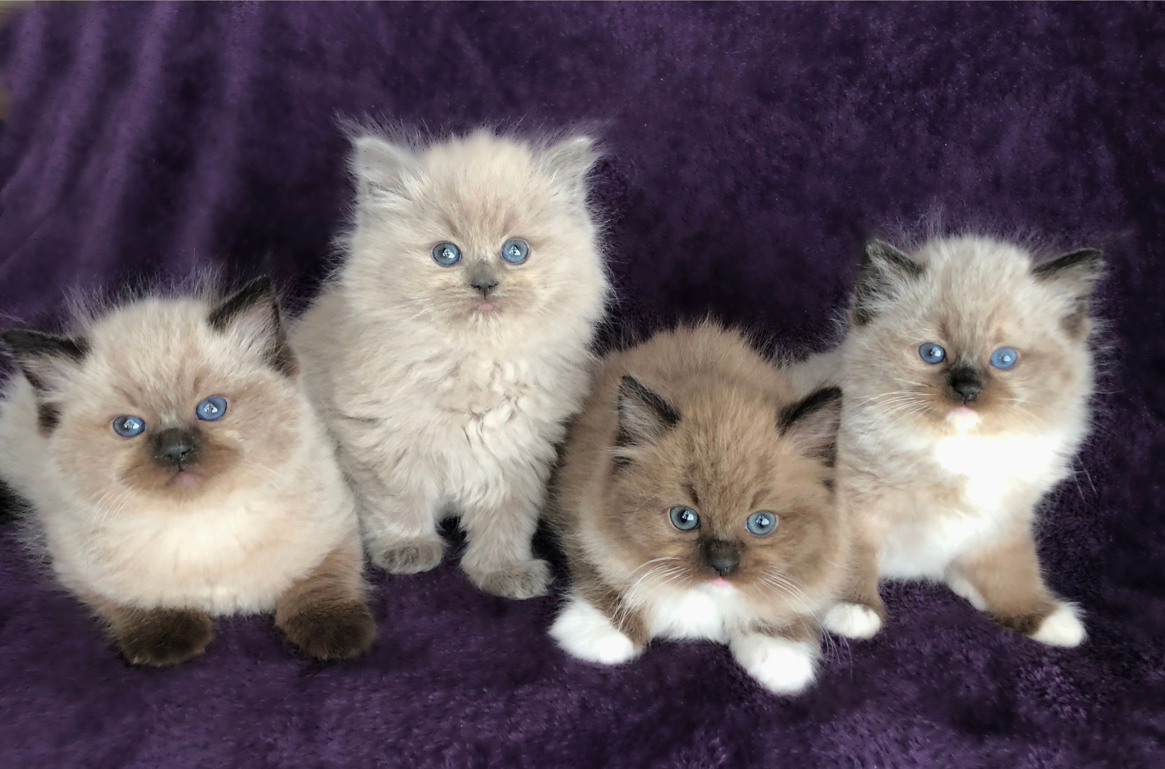 Our ragdoll kittens are fabulous emotional support cats

TICA registered
