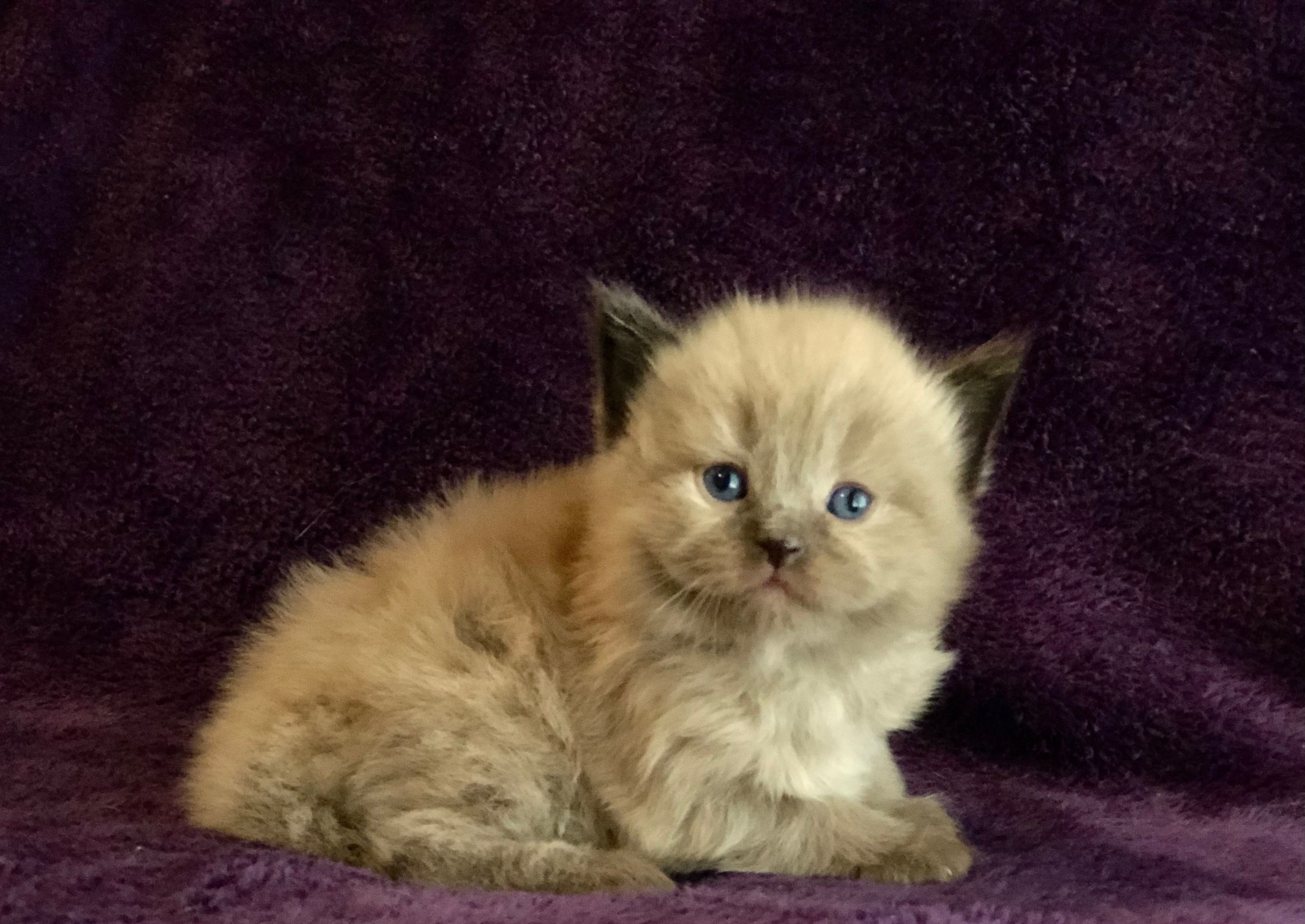 Small Ragdoll Kitten
