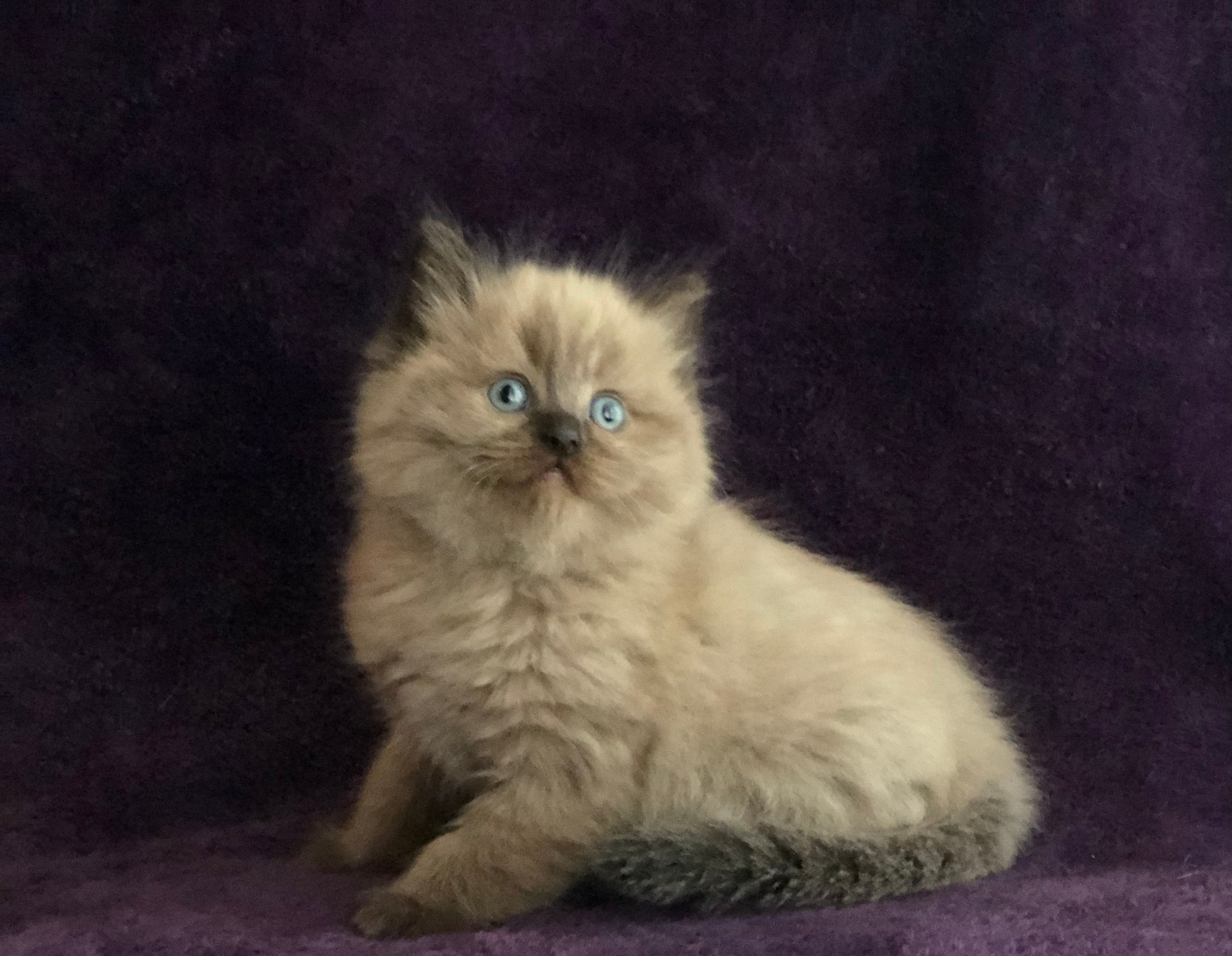 TICA Ragdoll Kittens Virginia for sale
