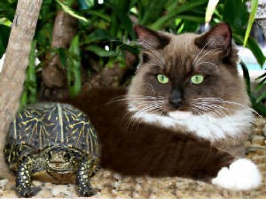 Cat And A Turtle
