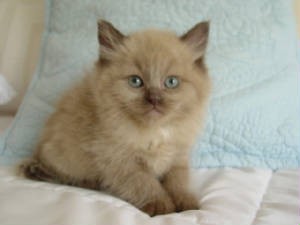 Lighter Sepia Ragdoll