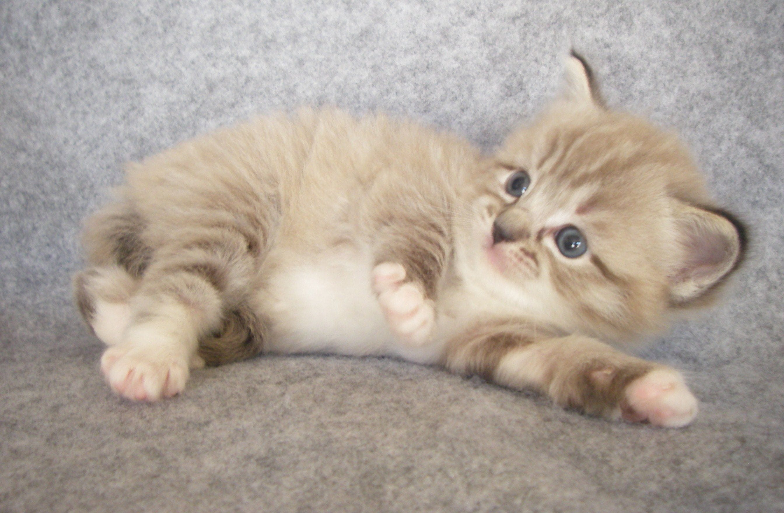 Lighter Ragdoll Kitten On A Couch