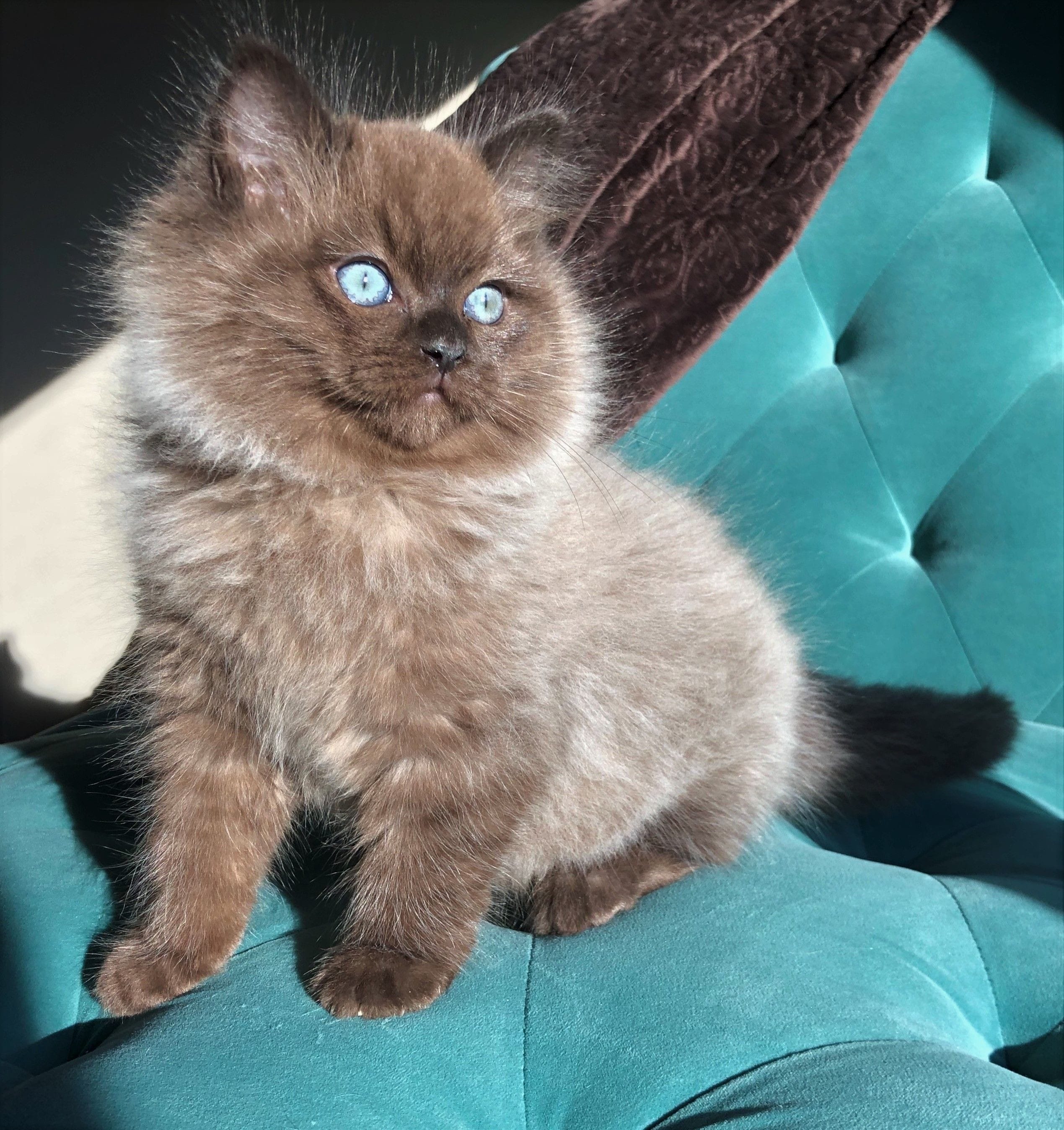 Sepia Ragdoll On A Blue Couch
