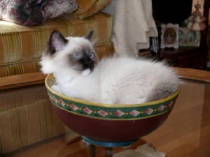 Ragdoll Cat On A Bowl