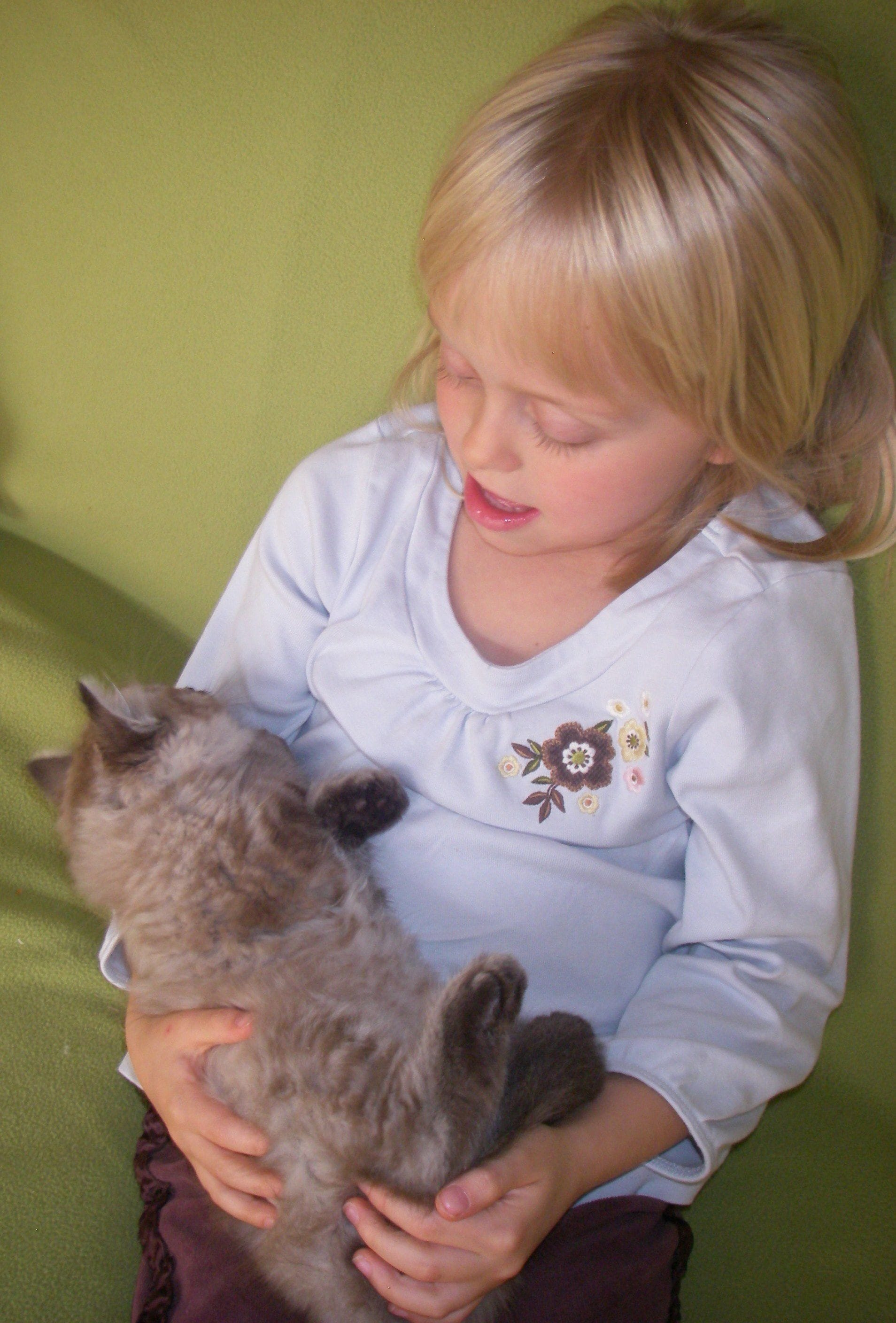 Girl Sitting Together With Her Ragdoll Cat