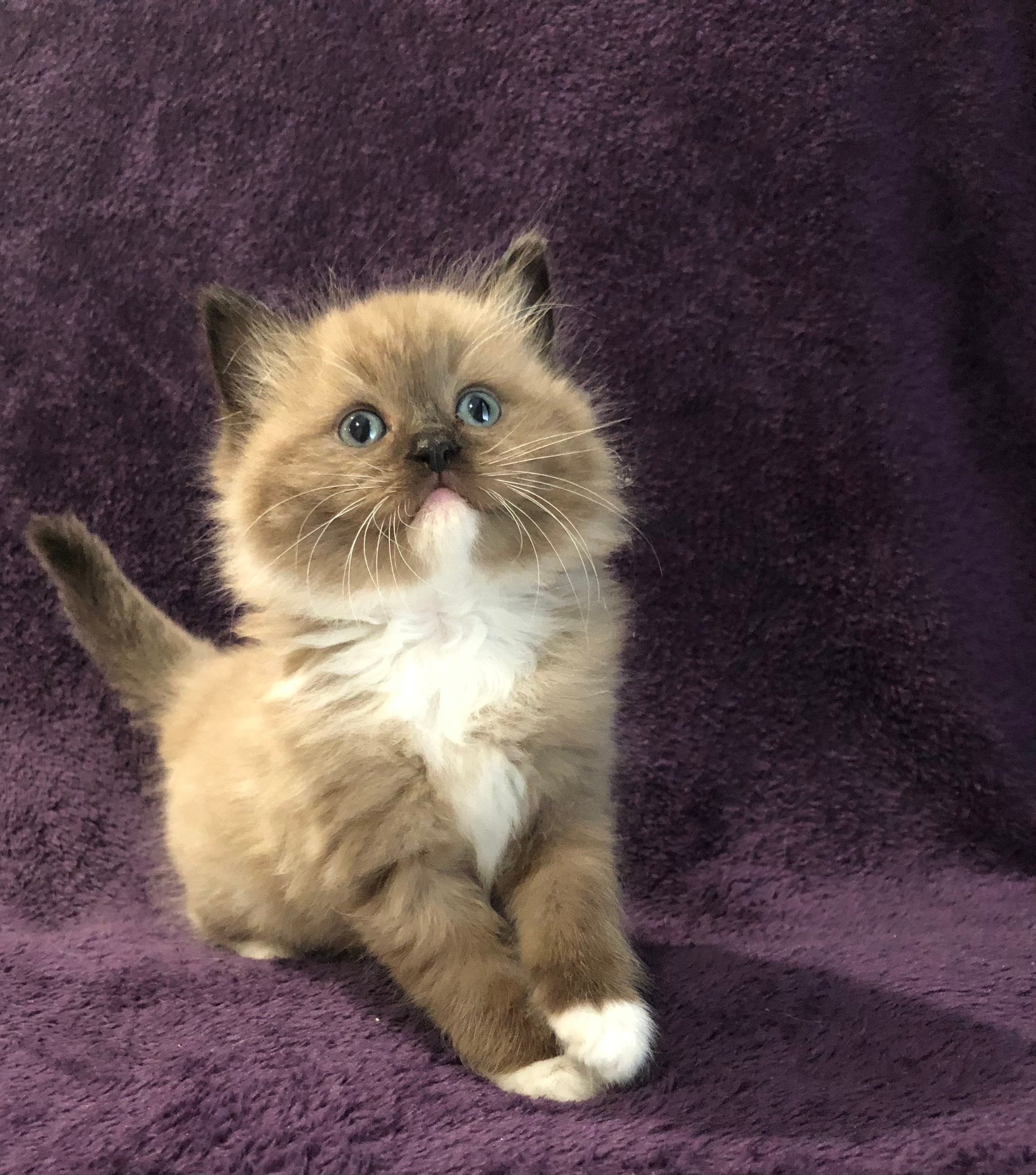 Ragdoll Kitten On A Purple Cloth