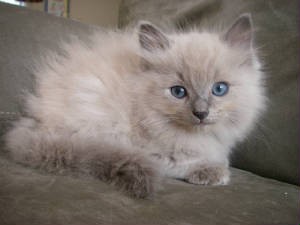 Ragdoll Cat With Bluish Eyes