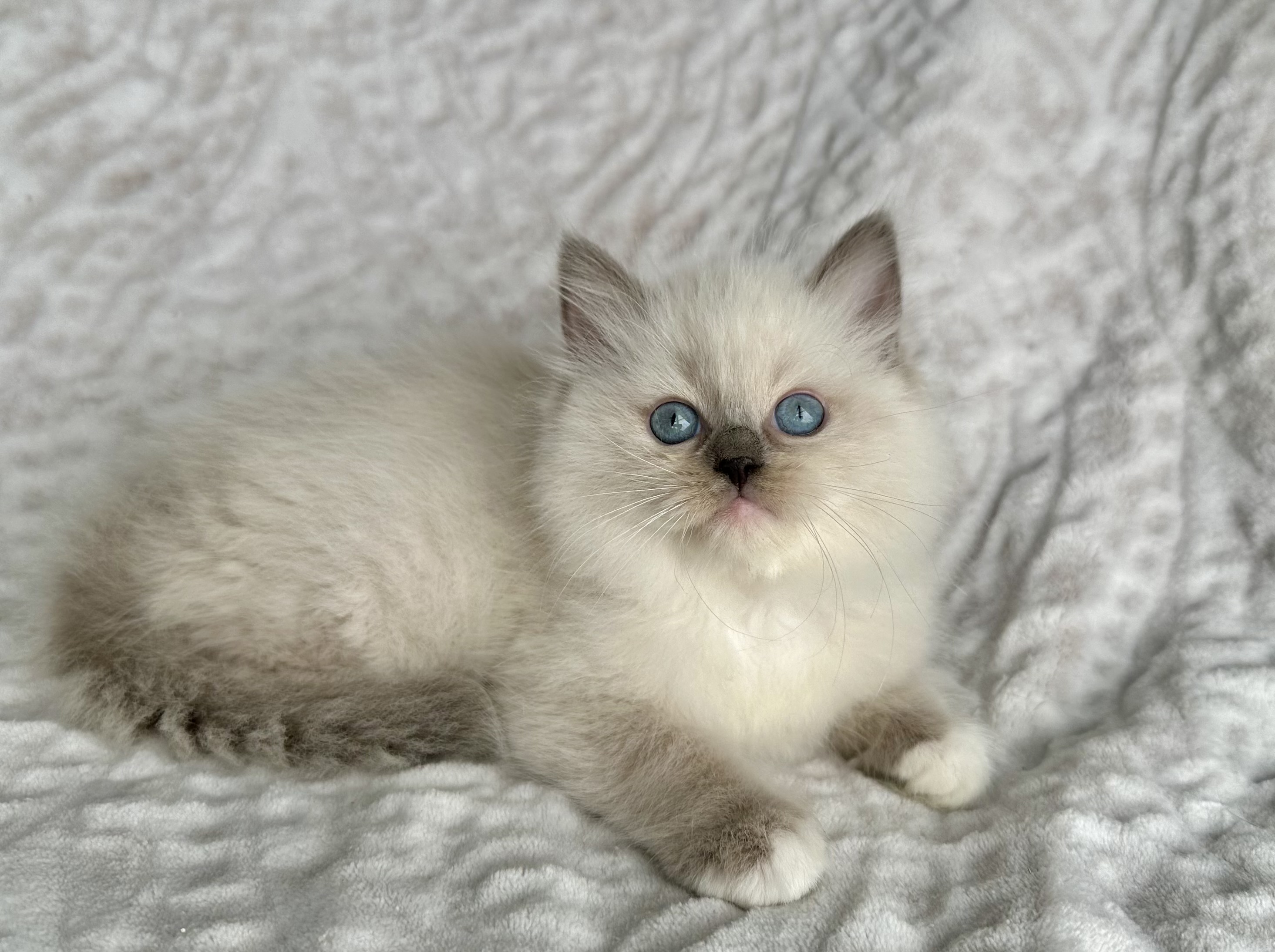 Ragdoll cats
Blue Mitted