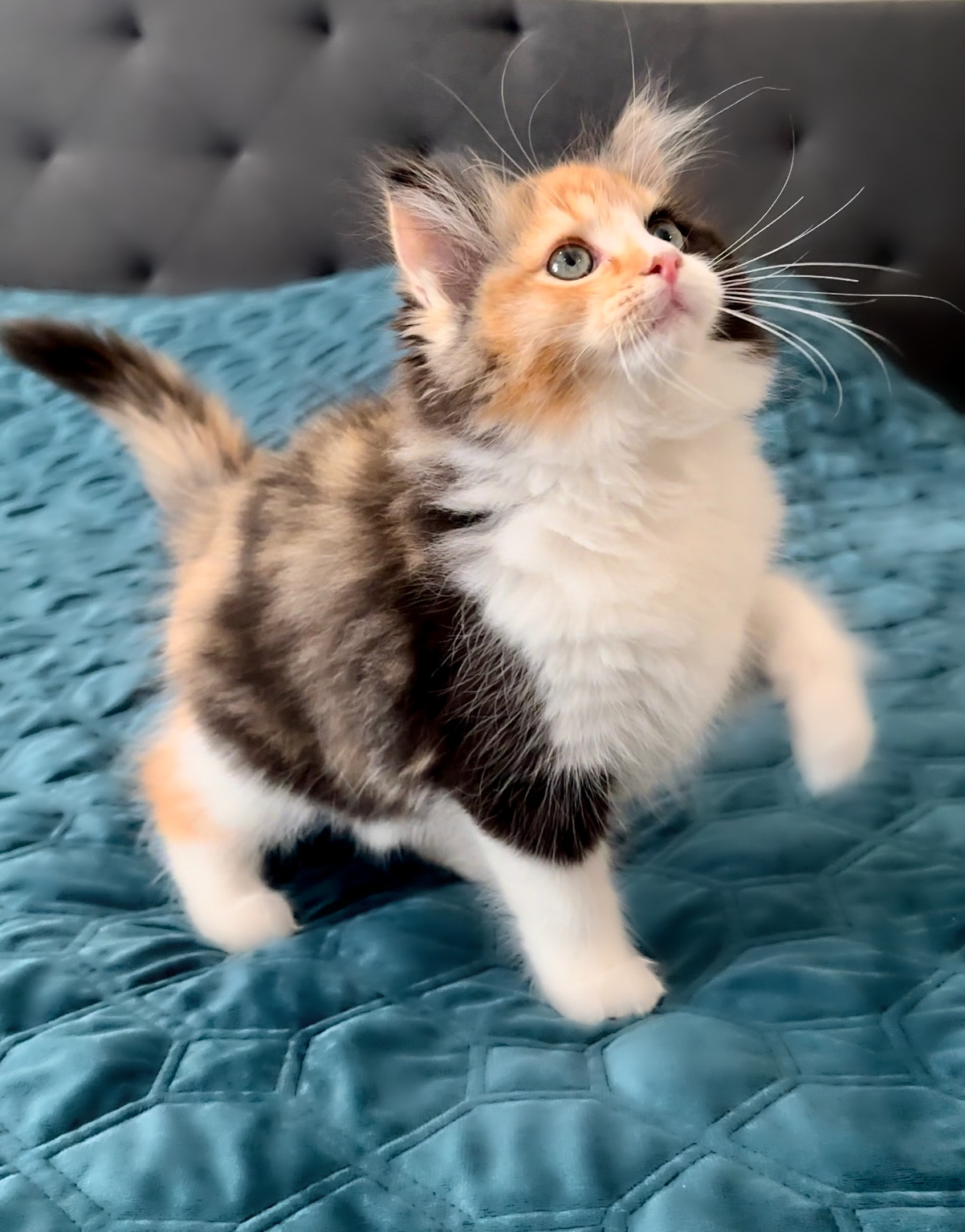 Calico sales ragdoll kittens