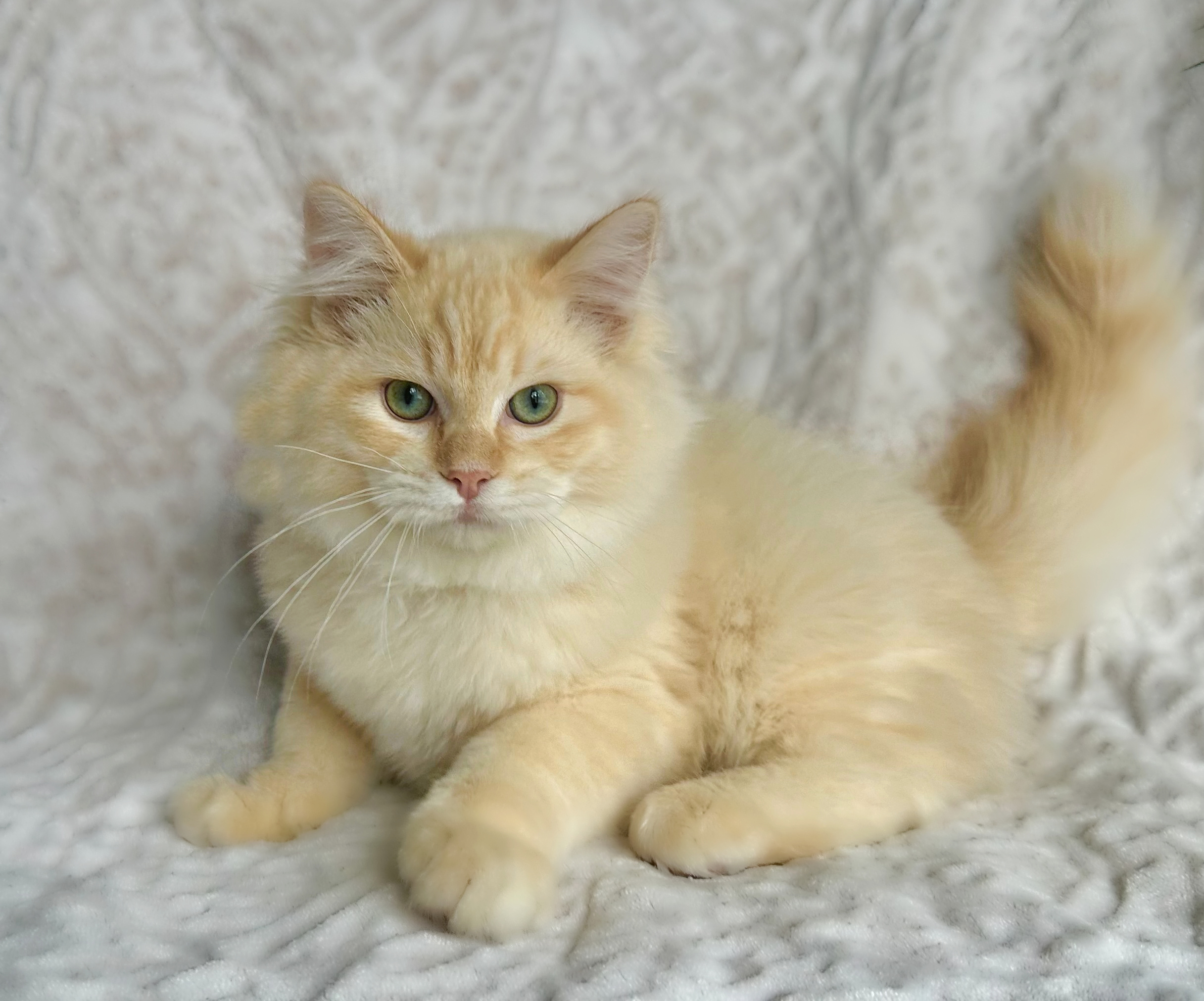 Red sepia ragdoll Kitten Tortie ragdoll